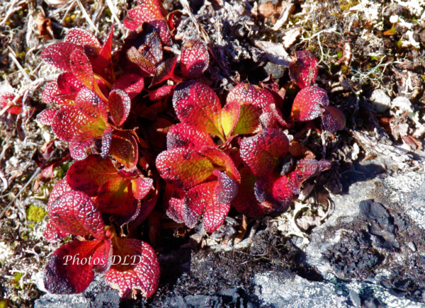 Alpine-Bearberry-Busserole-alpine-with-watermark