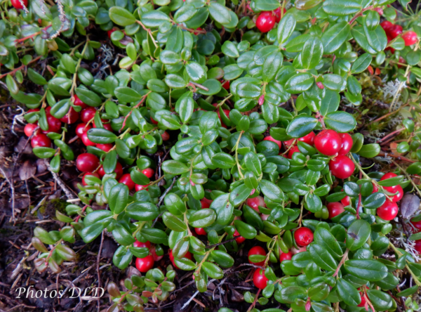 w-Alpine Craneberry - Canneberge alpine