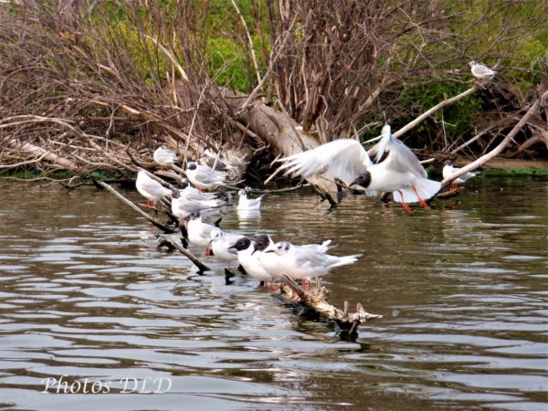 w-Bonaparte's Gulls - Mouettes de Bonaparte