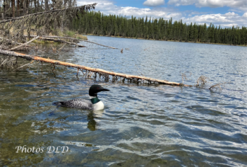 w-Common Loon - Huard