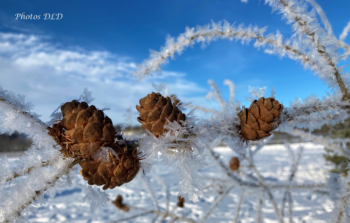 w-Crystallized Larch cones - Cônes de mélèze cristallisés