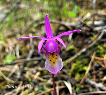 w-Fairy Slipper - Calypso bulbeux