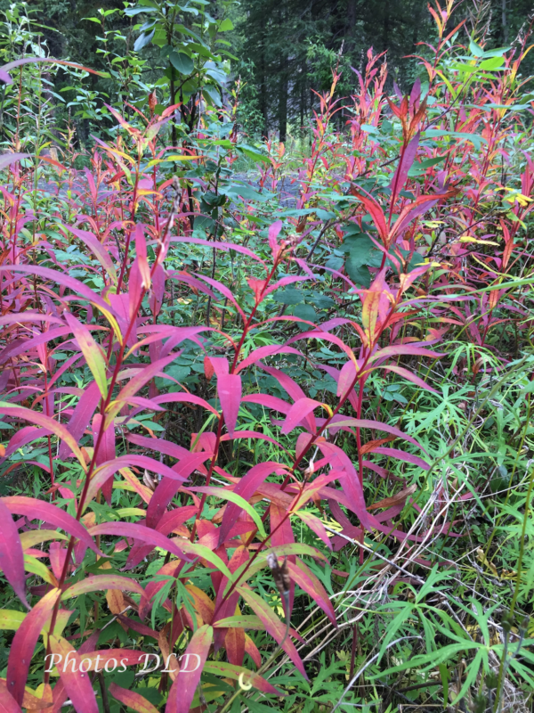 w-Fireweed foliage - feuillage d'épilobe