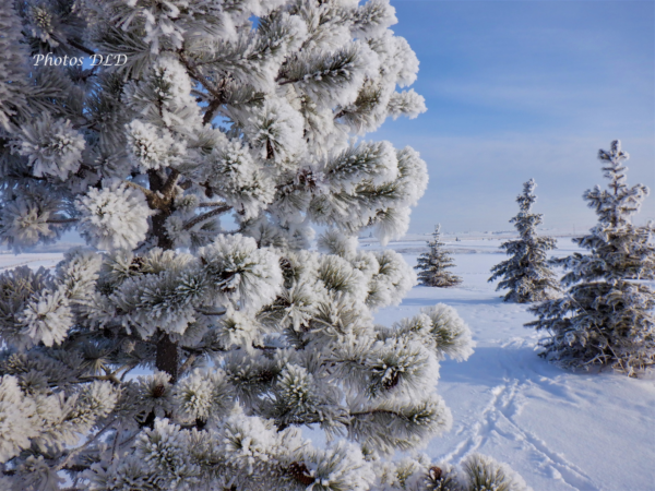 w-Frosted conifers - Conifères givrés