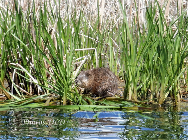 w-Muskrat - rat musqué