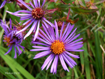 w-New England Aster - Aster de la Nouvelle Angleterre