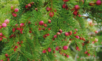 w-Norway Spruce (hor) - Épinette de Norvège (hor)