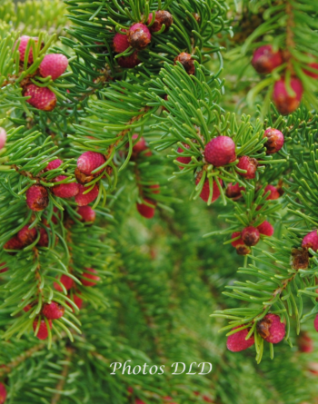 w-Norway Spruce (ver) - Épinette de Norvège (ver)