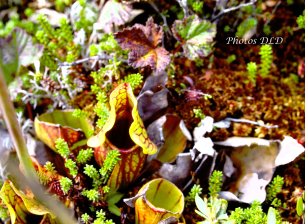 w-Pitcher plant - Sarracéniacée