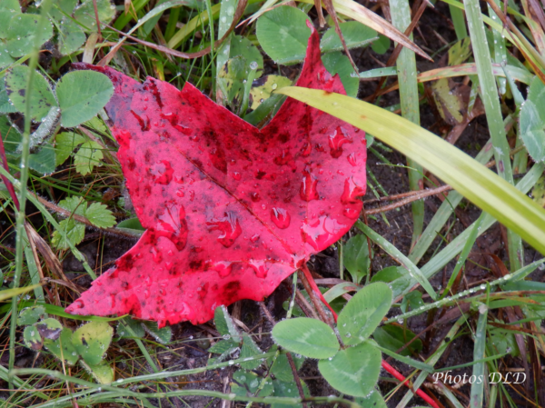 w-Red Maple - Érable rouge