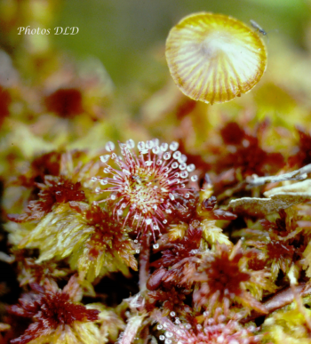 w-Sundew - Drosera.