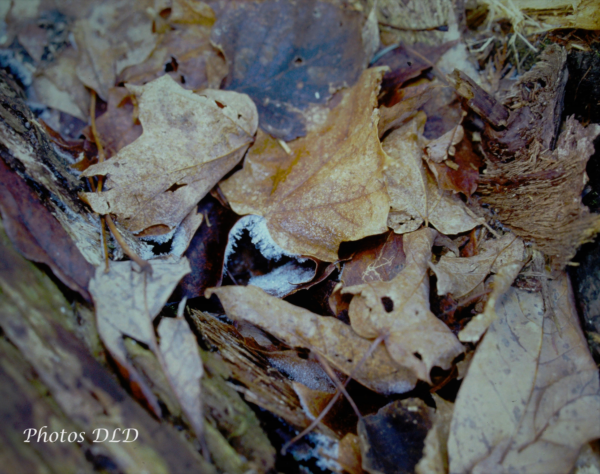 w-Unexpected fall colours - couleurs d'automne inattendues