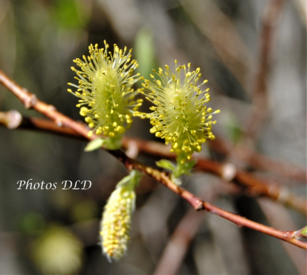 w-Willow pollen - pollen de Saule