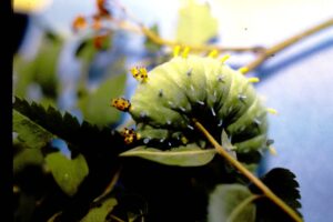 Cercopia moth larva